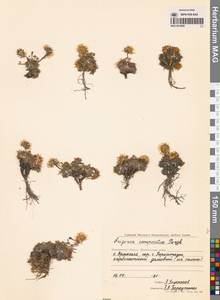 Erigeron compositus Pursh, Siberia, Chukotka & Kamchatka (S7) (Russia)