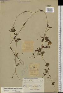 Galium dahuricum Turcz. ex Ledeb., Siberia, Russian Far East (S6) (Russia)