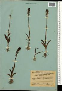 Neotinea ustulata (L.) R.M.Bateman, Pridgeon & M.W.Chase, Caucasus, South Ossetia (K4b) (South Ossetia)