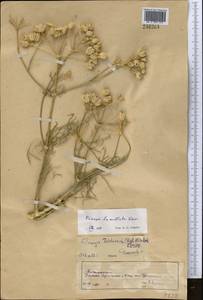 Prangos pabularia subsp. lamellata (Korovin) Pimenov & Tikhom., Middle Asia, Pamir & Pamiro-Alai (M2) (Tajikistan)