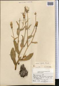 Pseudopodospermum ovatum (Trautv.) Zaika, Sukhor. & N. Kilian, Middle Asia, Karakum (M6) (Turkmenistan)