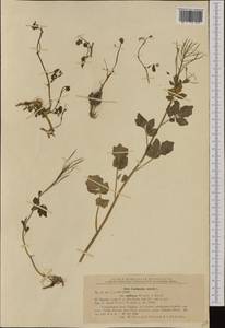 Cardamine amara L., Western Europe (EUR) (Romania)