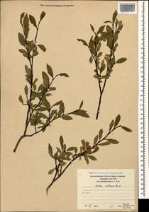 Salix kazbekensis A. Skvorts., Caucasus, South Ossetia (K4b) (South Ossetia)