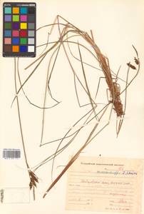 Carex middendorffii F.Schmidt, Siberia, Russian Far East (S6) (Russia)