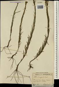 Galatella linosyris (L.) Rchb. fil., Crimea (KRYM) (Russia)