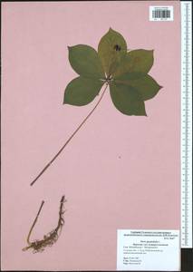 Paris quadrifolia L., Eastern Europe, Central region (E4) (Russia)