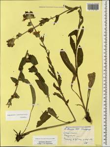 Campanula glomerata subsp. caucasica (Trautv.) Ogan., Caucasus, Armenia (K5) (Armenia)