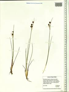 Juncus castaneus subsp. triceps (Rostk.) V. Novik., Siberia, Baikal & Transbaikal region (S4) (Russia)