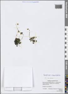 Saxifraga serpyllifolia Pursh, Siberia, Chukotka & Kamchatka (S7) (Russia)