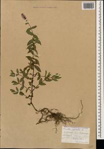 Mentha spicata L., Caucasus, Armenia (K5) (Armenia)