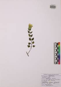 Scutellaria supina L., Eastern Europe, Central region (E4) (Russia)