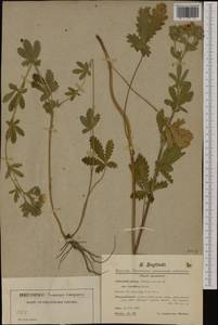 Potentilla recta subsp. pilosa (Willd.) Jáv., Western Europe (EUR) (Romania)