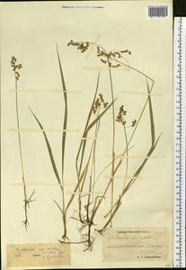 Anthoxanthum nitens (Weber) Y.Schouten & Veldkamp, Siberia, Chukotka & Kamchatka (S7) (Russia)