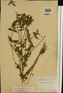 Galeopsis ladanum L., Eastern Europe, Moscow region (E4a) (Russia)