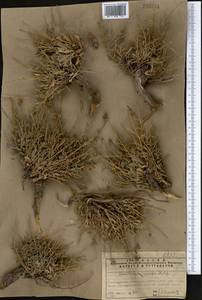 Convolvulus spinifer Popov, Middle Asia, Northern & Central Tian Shan (M4) (Kazakhstan)