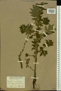 Agrimonia eupatoria L., Eastern Europe, South Ukrainian region (E12) (Ukraine)