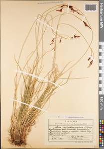 Carex tristis M.Bieb., Caucasus, Stavropol Krai, Karachay-Cherkessia & Kabardino-Balkaria (K1b) (Russia)