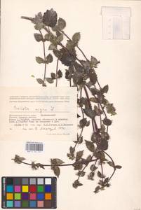 MHA 0 154 747, Ballota nigra L., Eastern Europe, Lower Volga region (E9) (Russia)