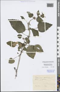 Lamium maculatum (L.) L., Eastern Europe, Central forest-and-steppe region (E6) (Russia)