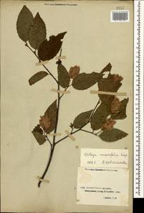 Ostrya carpinifolia Scop., Caucasus, Georgia (K4) (Georgia)