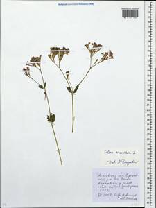 Atocion armeria (L.) Fourr., Eastern Europe, Moscow region (E4a) (Russia)