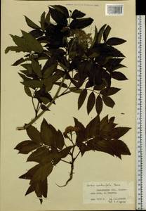 Sorbus sambucifolia (Cham. & Schltdl.) M. Roem., Siberia, Russian Far East (S6) (Russia)