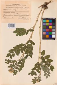 Astragalus frigidus (L.) A.Gray, Eastern Europe, Northern region (E1) (Russia)