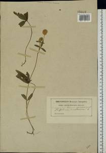 Trifolium montanum L., Eastern Europe, South Ukrainian region (E12) (Ukraine)