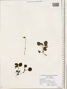 Moneses uniflora (L.) A. Gray, Eastern Europe, Central forest region (E5) (Russia)