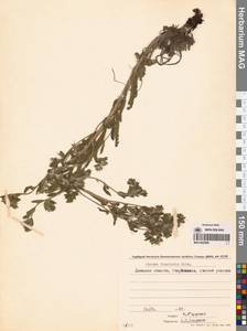 Onosma tinctoria M.Bieb., Eastern Europe, South Ukrainian region (E12) (Ukraine)