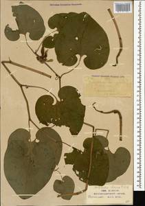 Aristolochia iberica Fisch. & C. A. Mey. ex Boiss., Caucasus, Abkhazia (K4a) (Abkhazia)