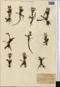 Pedicularis oederi Vahl, Middle Asia, Northern & Central Tian Shan (M4) (Kazakhstan)