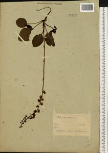 Pyrola rotundifolia L., Eastern Europe, Belarus (E3a) (Belarus)