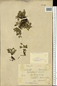 Potentilla cinerea subsp. incana (G. Gaertn., B. Mey. & Scherb.) Asch., Eastern Europe, Eastern region (E10) (Russia)