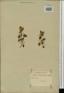 Lamium tomentosum Willd., Caucasus (no precise locality) (K0)