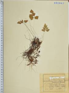 Gymnocarpium jessoense (Koidz.) Koidz., Siberia, Russian Far East (S6) (Russia)
