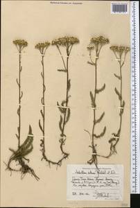 Achillea setacea Waldst. & Kit., Middle Asia, Northern & Central Tian Shan (M4) (Kyrgyzstan)