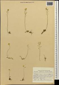 Draba sibirica (Pall.) Thell., Caucasus, Stavropol Krai, Karachay-Cherkessia & Kabardino-Balkaria (K1b) (Russia)