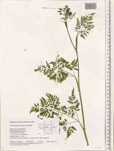 Conioselinum tataricum Hoffm., Eastern Europe, Central region (E4) (Russia)