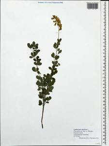 Cytisus nigricans L., Eastern Europe, Central forest region (E5) (Russia)