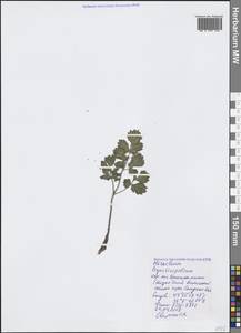 Heracleum ligusticifolium M. Bieb., Crimea (KRYM) (Russia)
