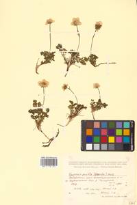 Geum selinifolium (Fisch. ex F. Schmidt) Hultén, Siberia, Russian Far East (S6) (Russia)