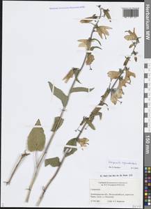 Campanula rapunculoides L., Eastern Europe, North-Western region (E2) (Russia)