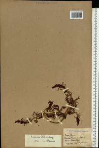 Rumex ucranicus Fisch., Eastern Europe, Rostov Oblast (E12a) (Russia)