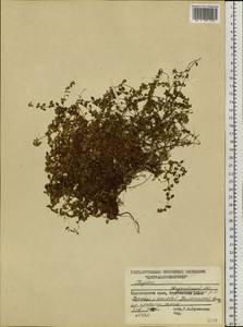 Thymus altaicus Klokov & Des.-Shost., Siberia, Central Siberia (S3) (Russia)