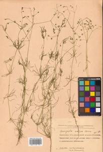 Spergula arvensis subsp. sativa (Boenn.) Celak., Siberia, Chukotka & Kamchatka (S7) (Russia)