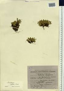 Micranthes merkii subsp. merkii, Siberia, Chukotka & Kamchatka (S7) (Russia)