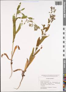 Lycopsis arvensis subsp. orientalis (L.) Kuzn., Eastern Europe, Middle Volga region (E8) (Russia)