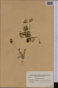 Oxytropis campestris (L.)DC., Western Europe (EUR) (Bulgaria)