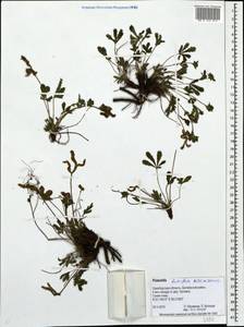 Potentilla humifusa Willd., Eastern Europe, Eastern region (E10) (Russia)